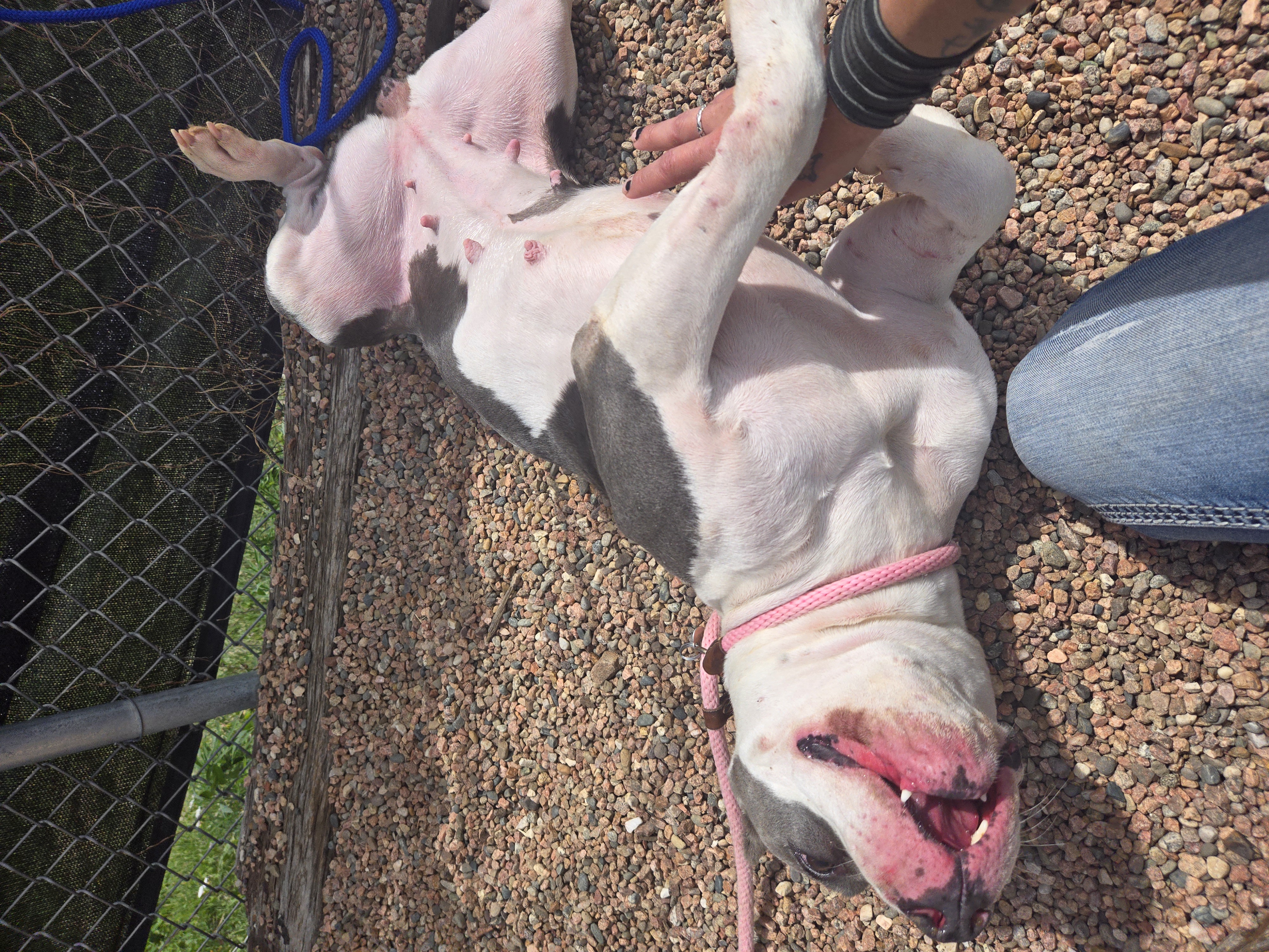 Lenny, Adult Female Pit Bull Terrier