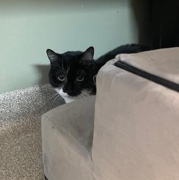 Enlarge Meadow (Avl Soon), a ADOPTABLE Domestic Short Hair in Attleboro, MA image 3/3