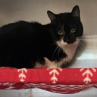Meadow (Avl Soon), ADOPTABLE, Senior Female Domestic Short Hair.
