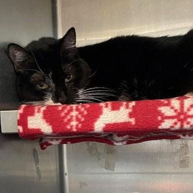 Enlarge Meadow (Avl Soon), a ADOPTABLE Domestic Short Hair in Attleboro, MA image 2/3