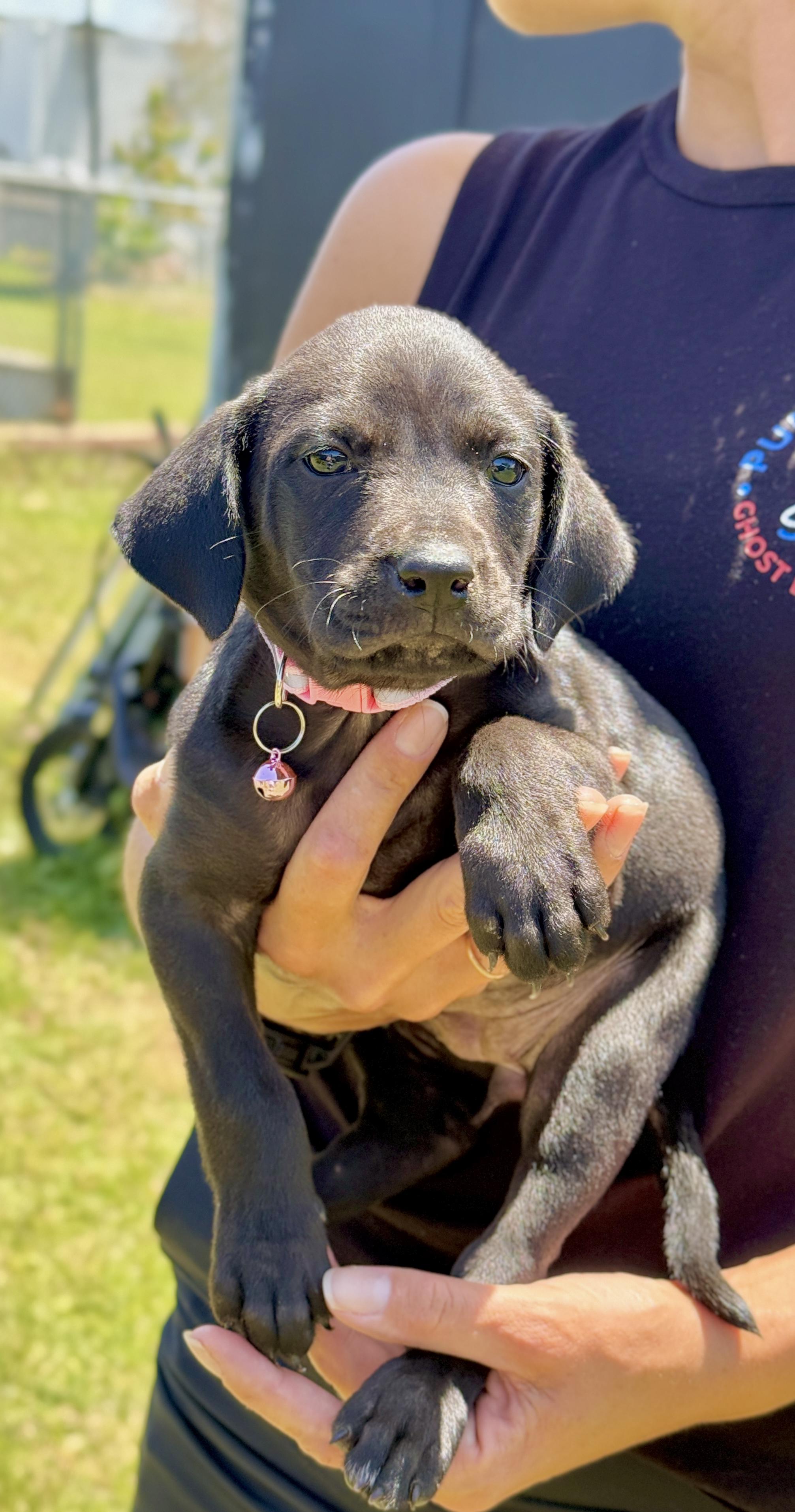 Penny - Loving, Black Lab mix, girl puppy - *LOW ADOPTION FEE $250*, Adoptable, Puppy Female Weimaraner & Labrador Retriever.