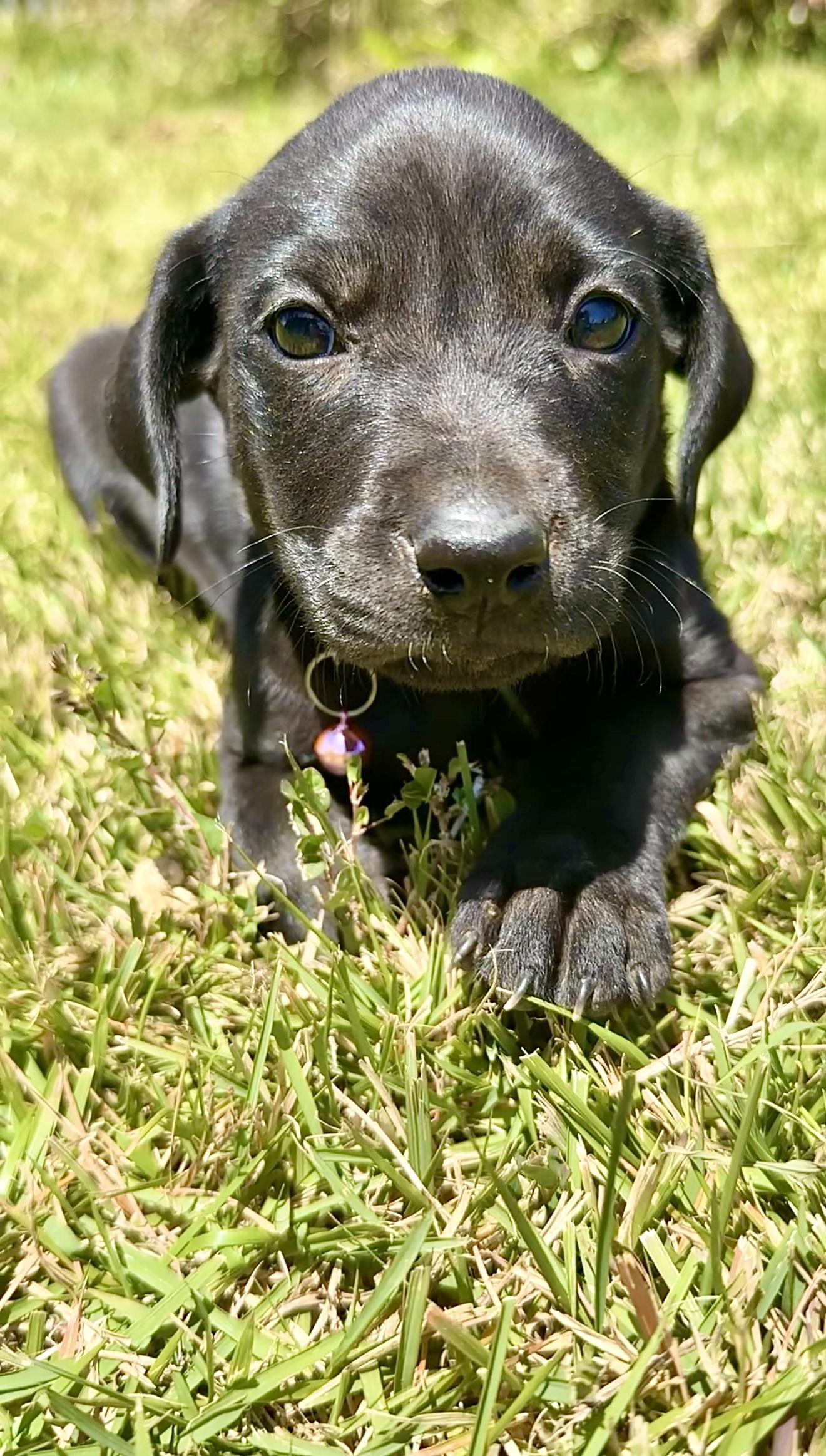 Enlarge Penny - Loving, Black Lab mix, girl puppy - *LOW ADOPTION FEE $250*, a Adoptable mixed breed in Brooklyn , NY image 6/6
