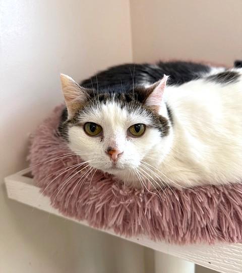 Minie, ADOPTABLE, Adult Female Domestic Short Hair.
