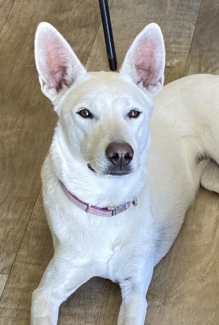 GIA, a Adoptable Shepherd in San Diego, CA image 2/3