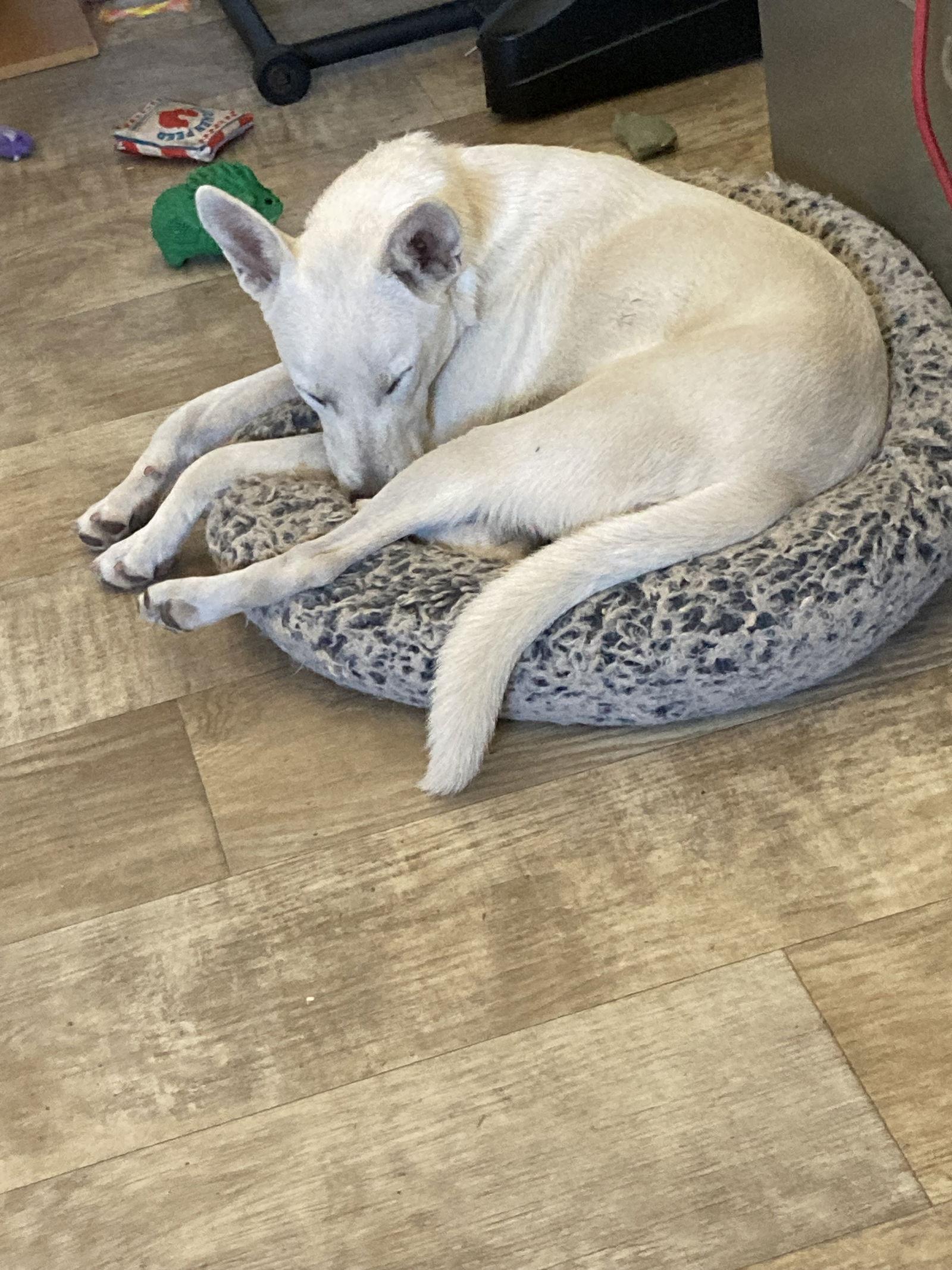 GIA, a Adoptable Shepherd in San Diego, CA image 3/3