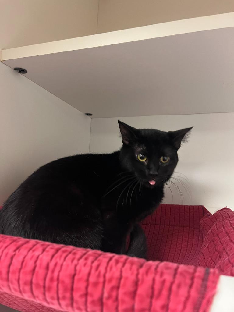 Cat Condo #12, Adoptable, Young Male Domestic Short Hair & Mixed Breed.