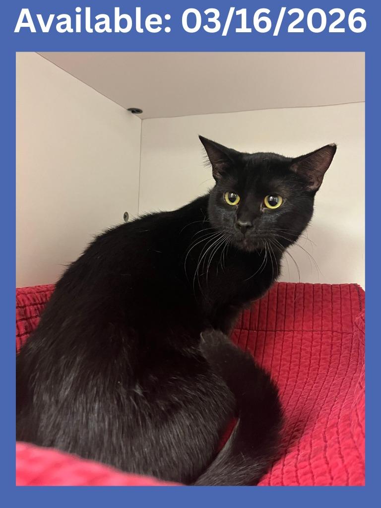 Enlarge Cat Condo #12, a Adoptable mixed breed in Greenville, TX image 2/2