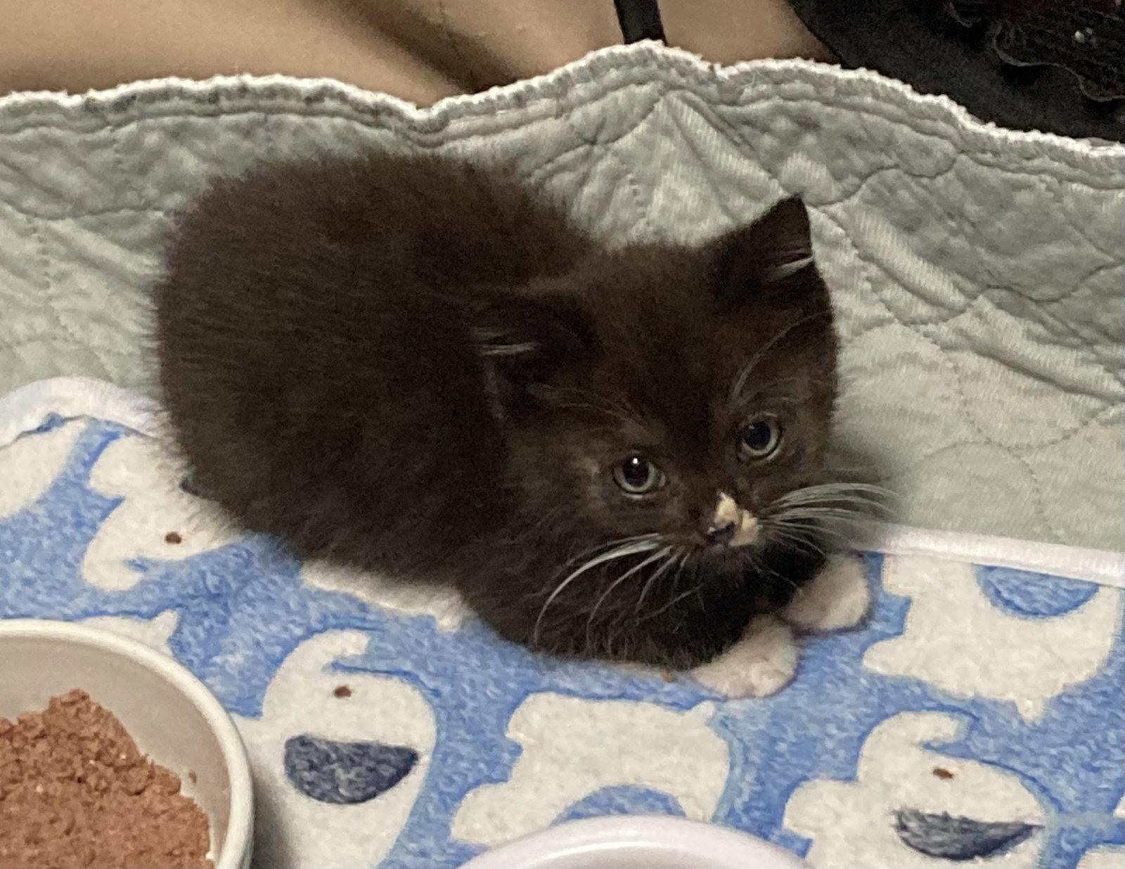 Enlarge Smallz, a Adopted Domestic Short Hair in Trenton, NJ image 1/3
