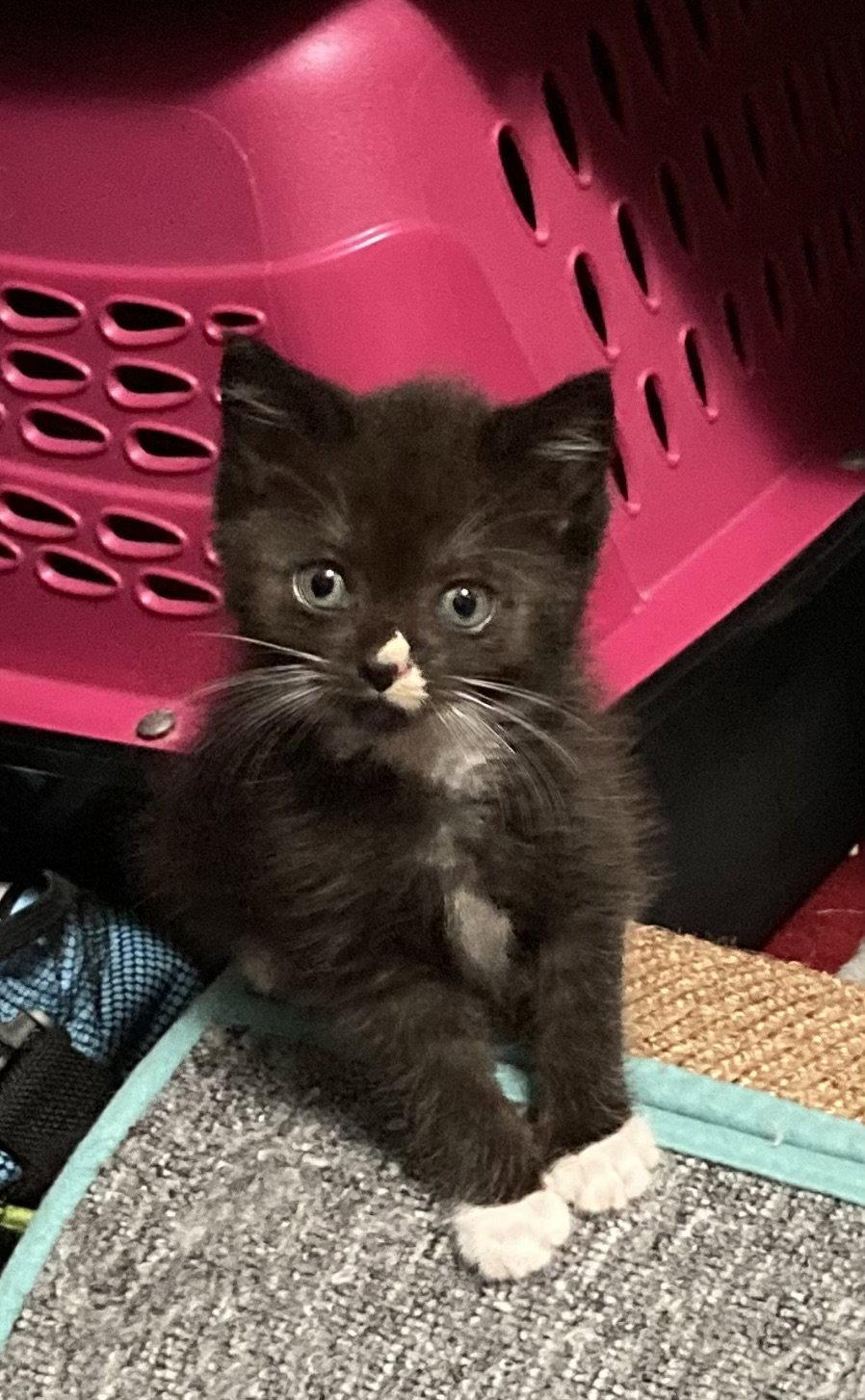 Enlarge Smallz, a Adopted Domestic Short Hair in Trenton, NJ image 2/3
