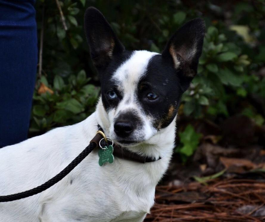 Enlarge Angel, a Adoptable mixed breed in Willingboro, NJ image 1/6