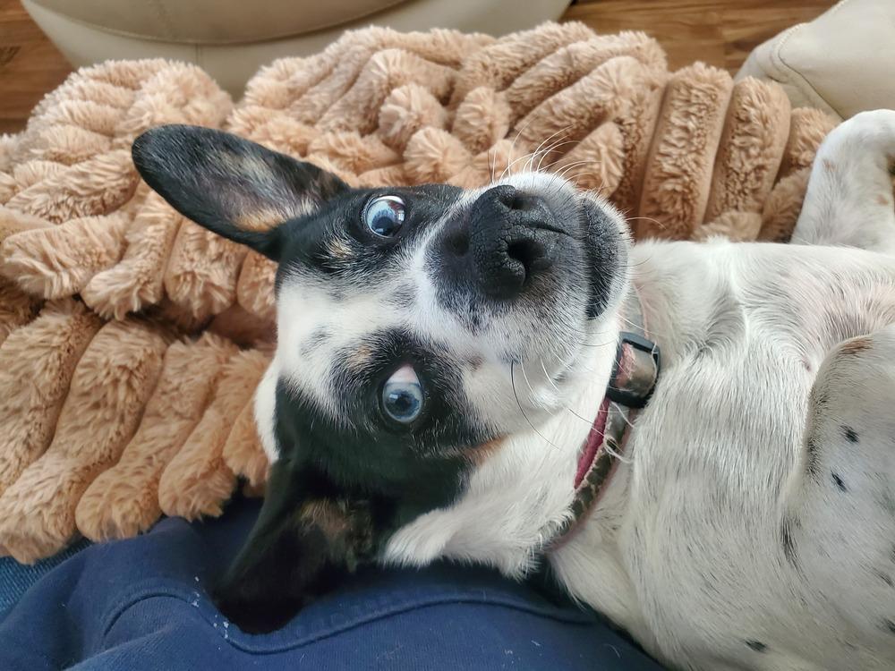 Enlarge Angel, a Adoptable mixed breed in Willingboro, NJ image 2/6