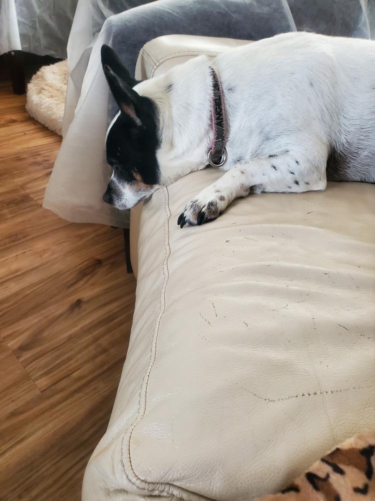 Enlarge Angel, a Adoptable mixed breed in Willingboro, NJ image 3/6