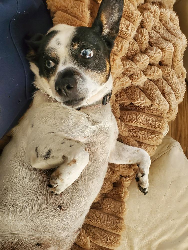 Enlarge Angel, a Adoptable mixed breed in Willingboro, NJ image 4/6