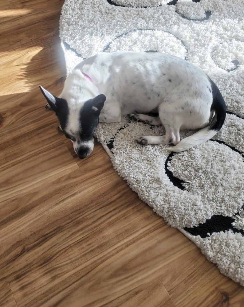 Enlarge Angel, a Adoptable mixed breed in Willingboro, NJ image 5/6