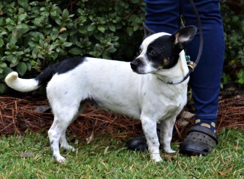Enlarge Angel, a Adoptable mixed breed in Willingboro, NJ image 6/6