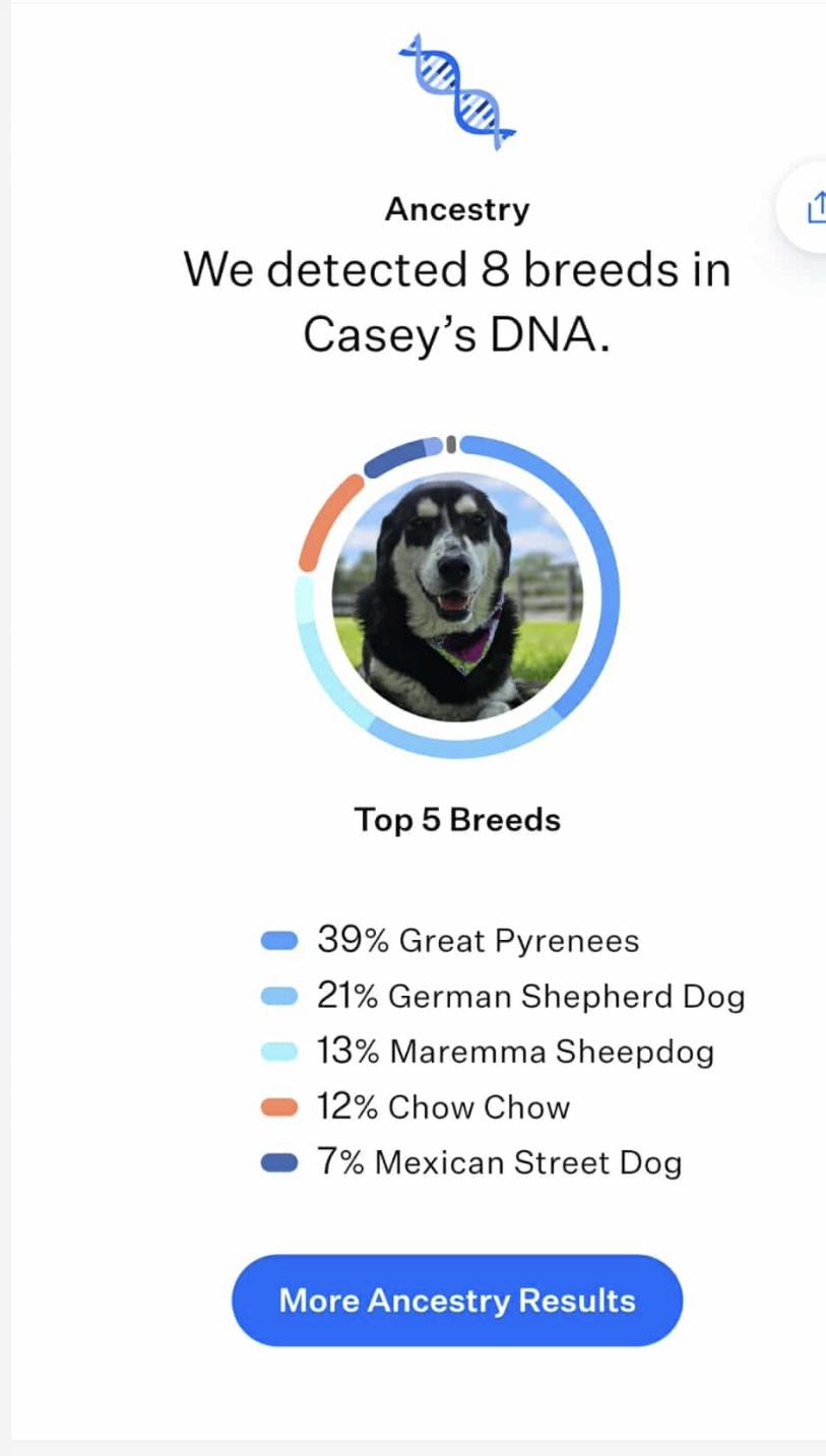 Enlarge Cassie, a ADOPTABLE mixed breed in York, PA image 2/2