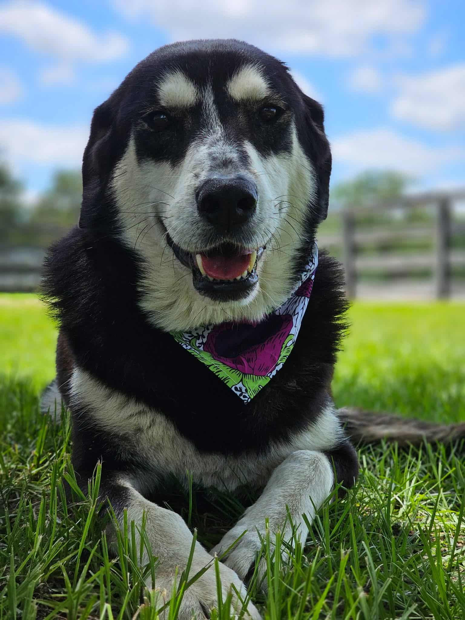 Enlarge Cassie, a ADOPTABLE mixed breed in York, PA image 1/2