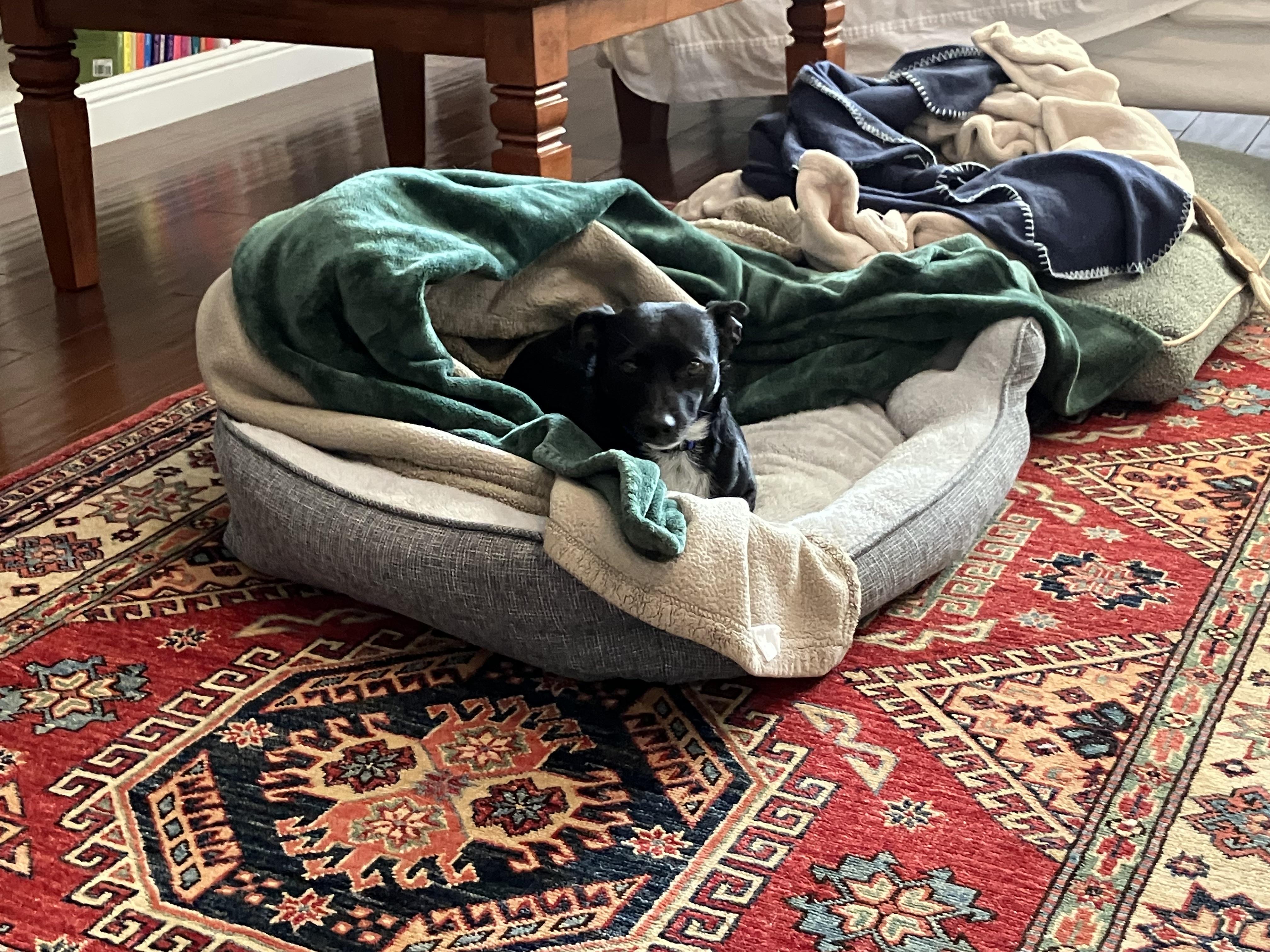 Nigel, a ADOPTABLE mixed breed in Grass Valley, CA image 4/4