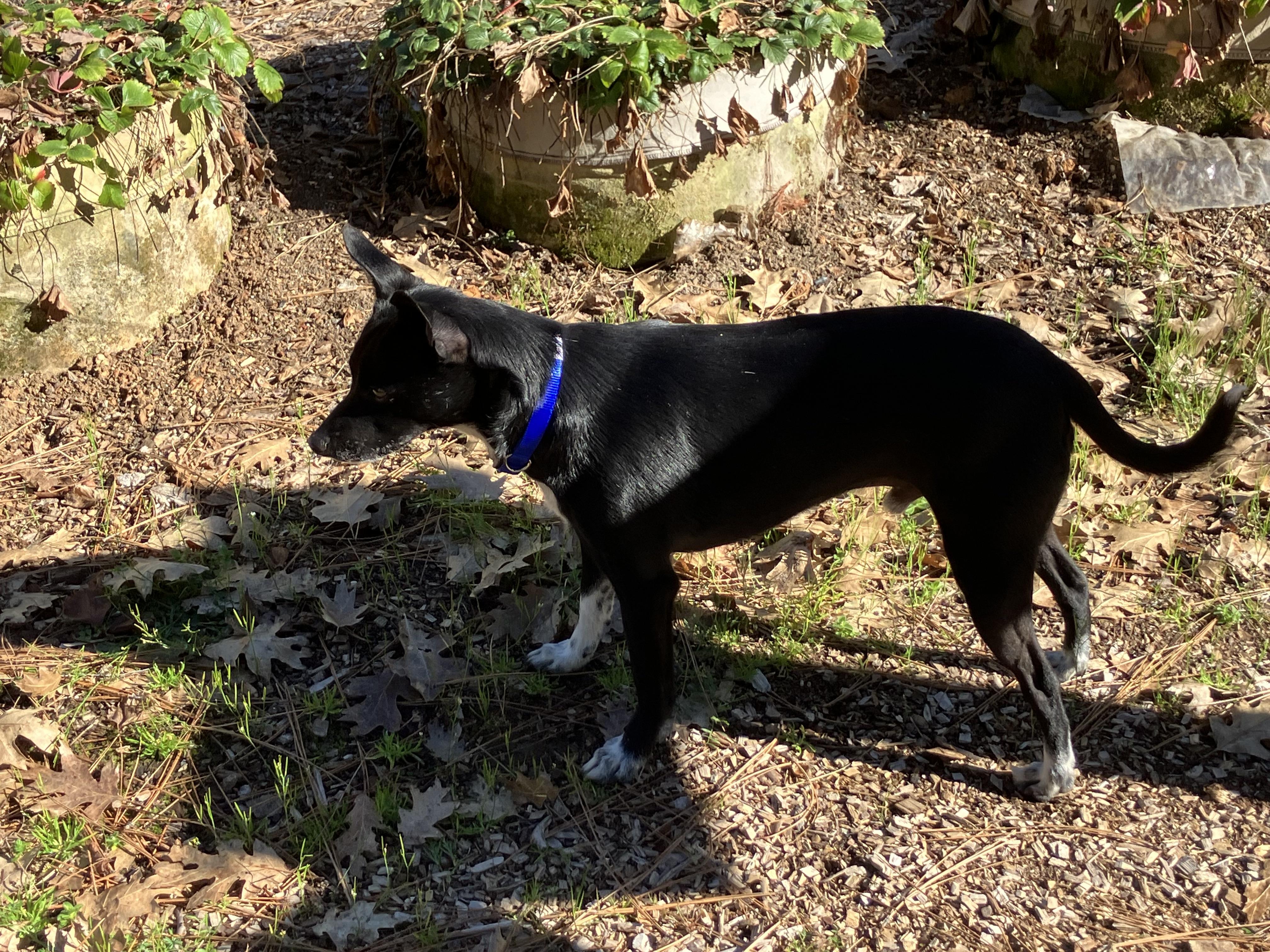 Nigel, a ADOPTABLE mixed breed in Grass Valley, CA image 2/4