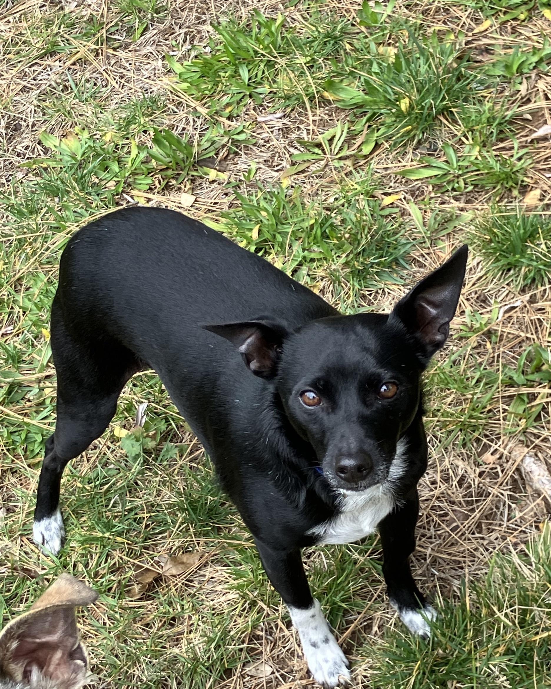 Nigel, ADOPTABLE, Adult Male Rat Terrier & Fox Terrier.