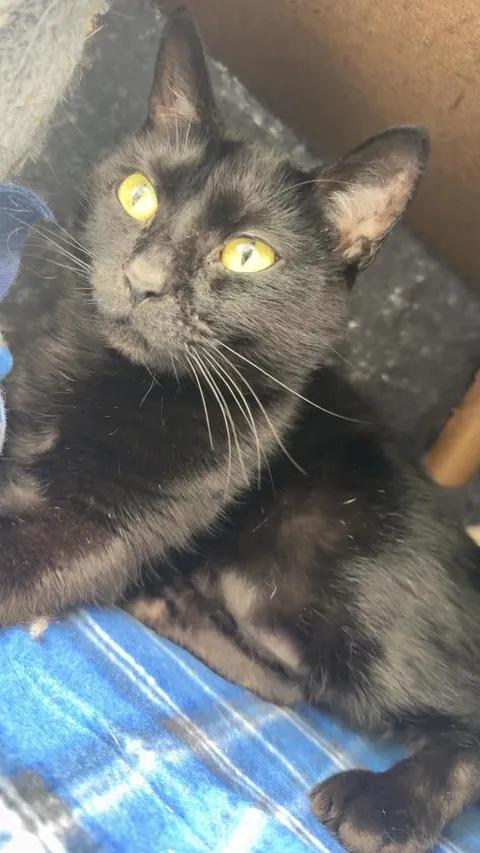 Enlarge Agatha, a ADOPTABLE Domestic Short Hair in Cherryfield, ME image 1/1