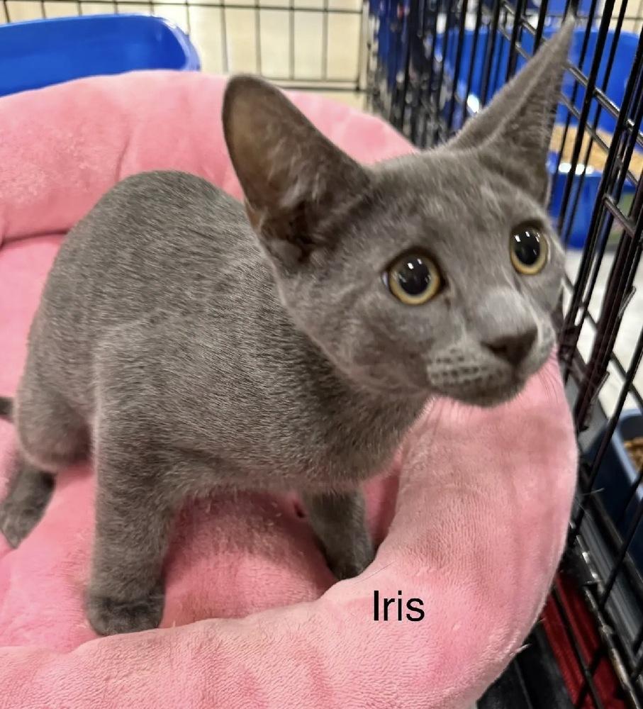 Iris, Adoptable, Kitten Female Domestic Short Hair.