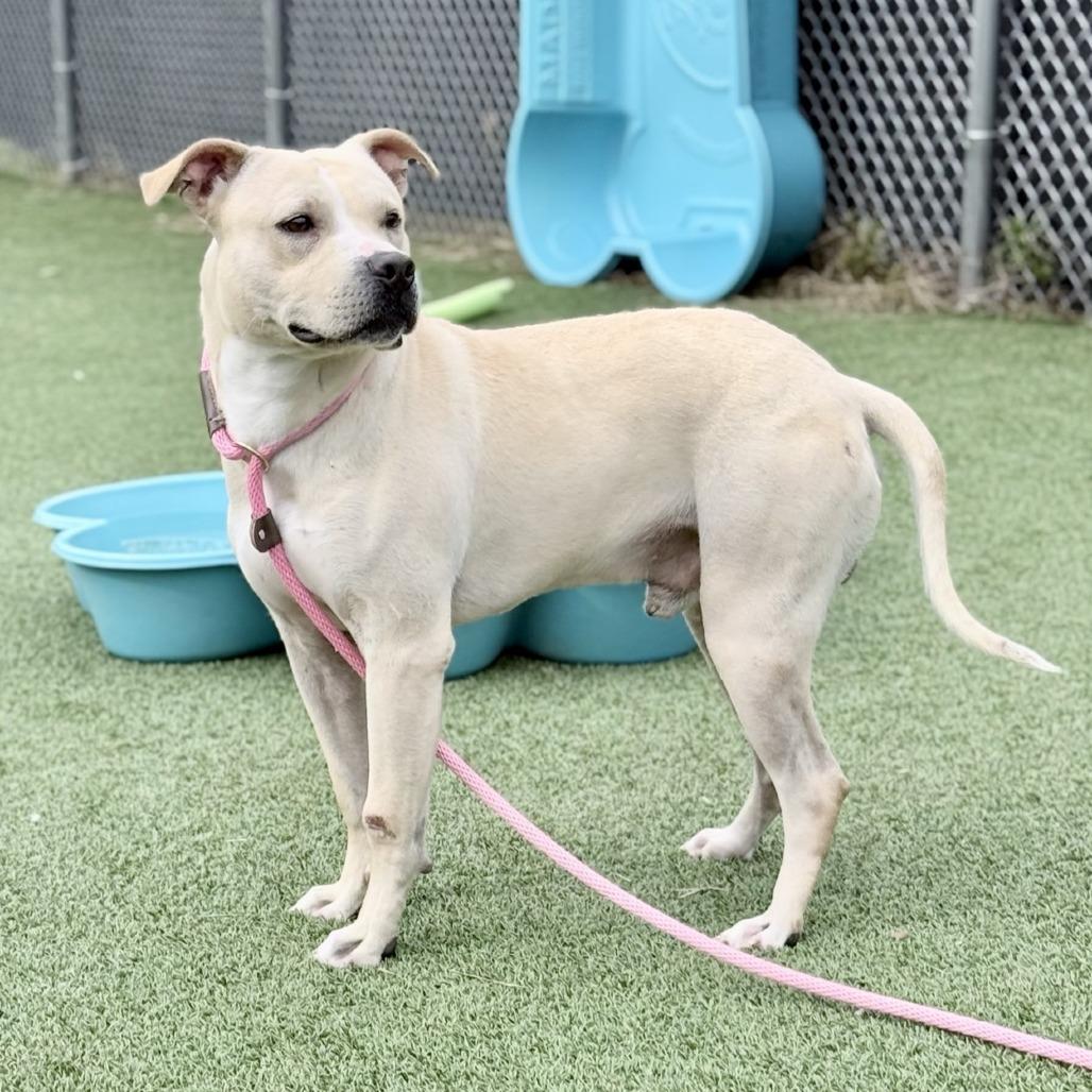 Casper, Adoptable, Adult Male Pit Bull Terrier.