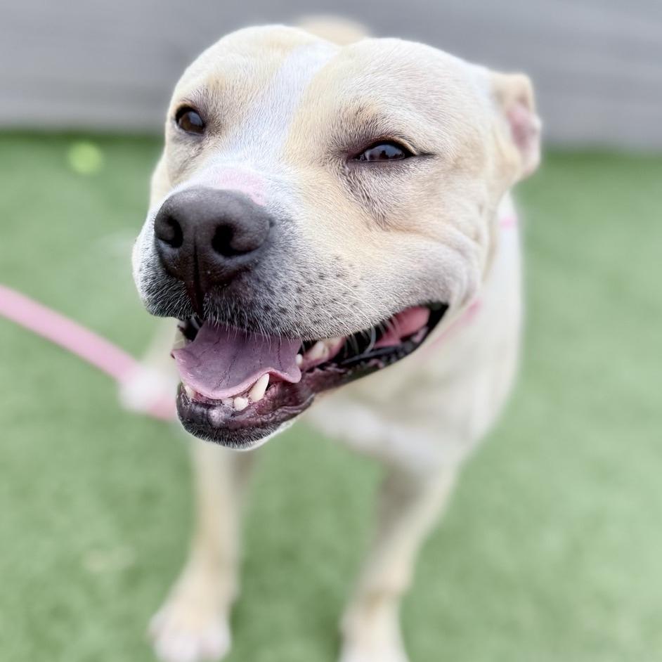 Casper, a Adoptable Pit Bull Terrier in Chattanooga, TN image 2/6