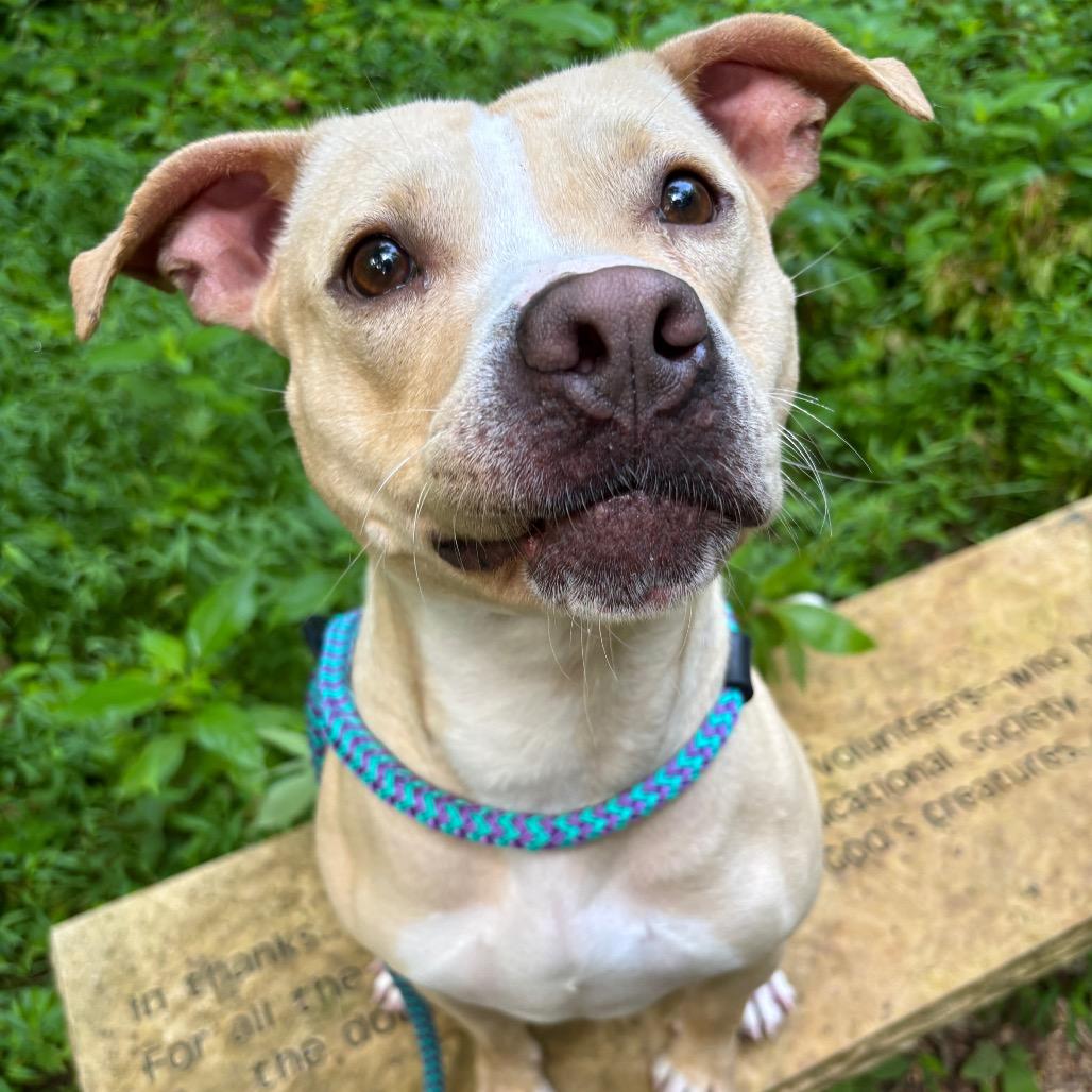 Enlarge Casper, a Adoptable Pit Bull Terrier in Chattanooga, TN image 3/6