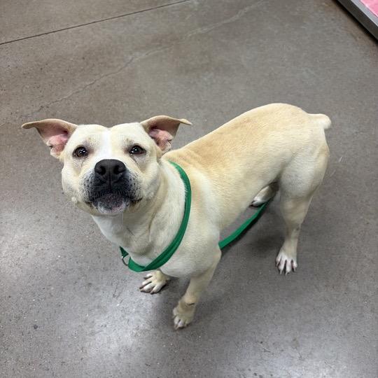 Casper, a Adoptable Pit Bull Terrier in Chattanooga, TN image 3/6
