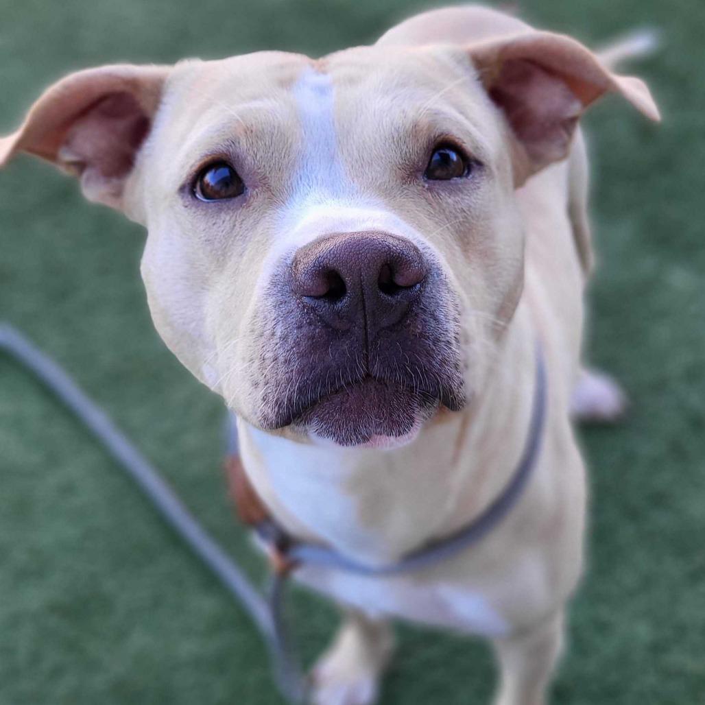 Casper, a Adoptable Pit Bull Terrier in Chattanooga, TN image 4/6