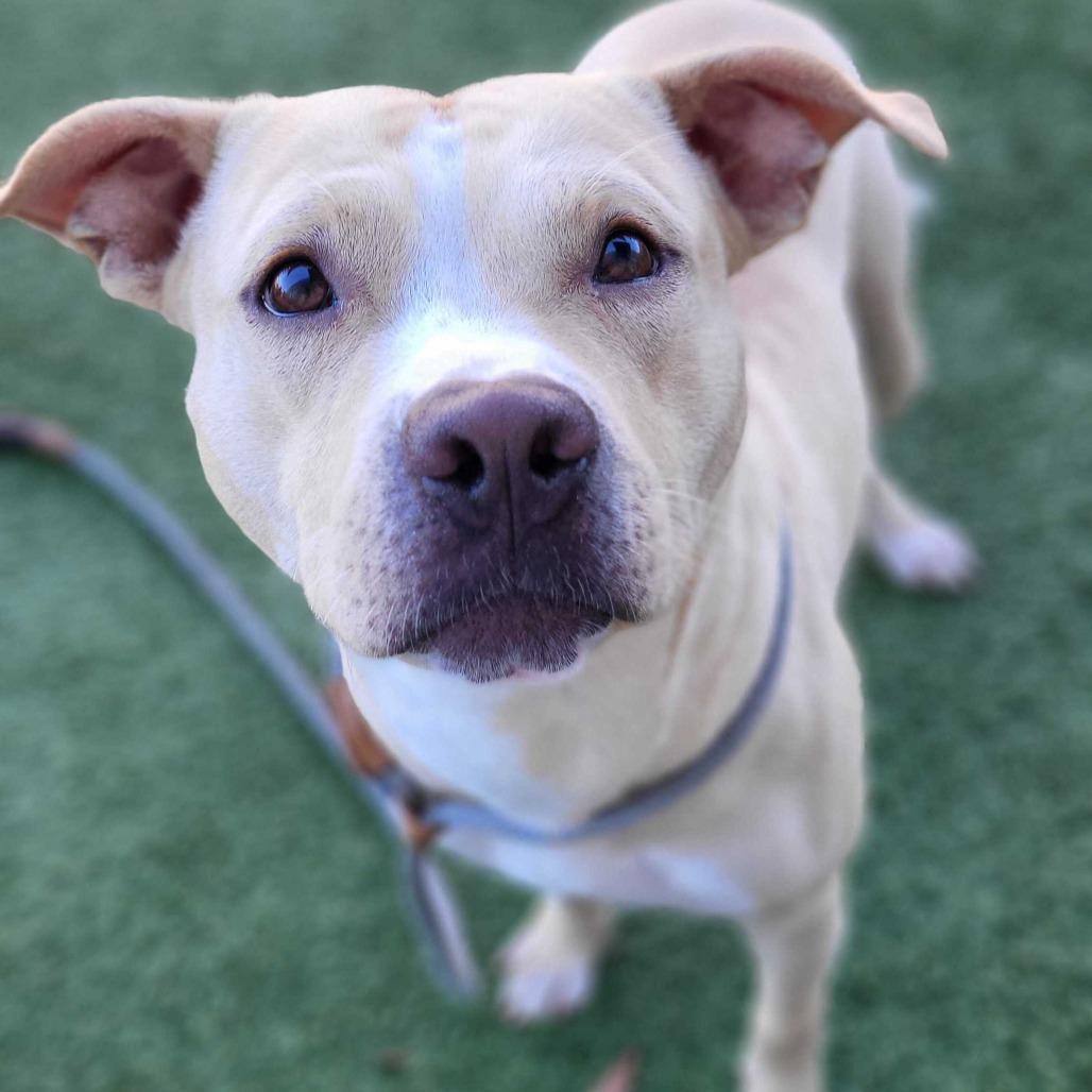 Casper, a Adoptable Pit Bull Terrier in Chattanooga, TN image 5/6