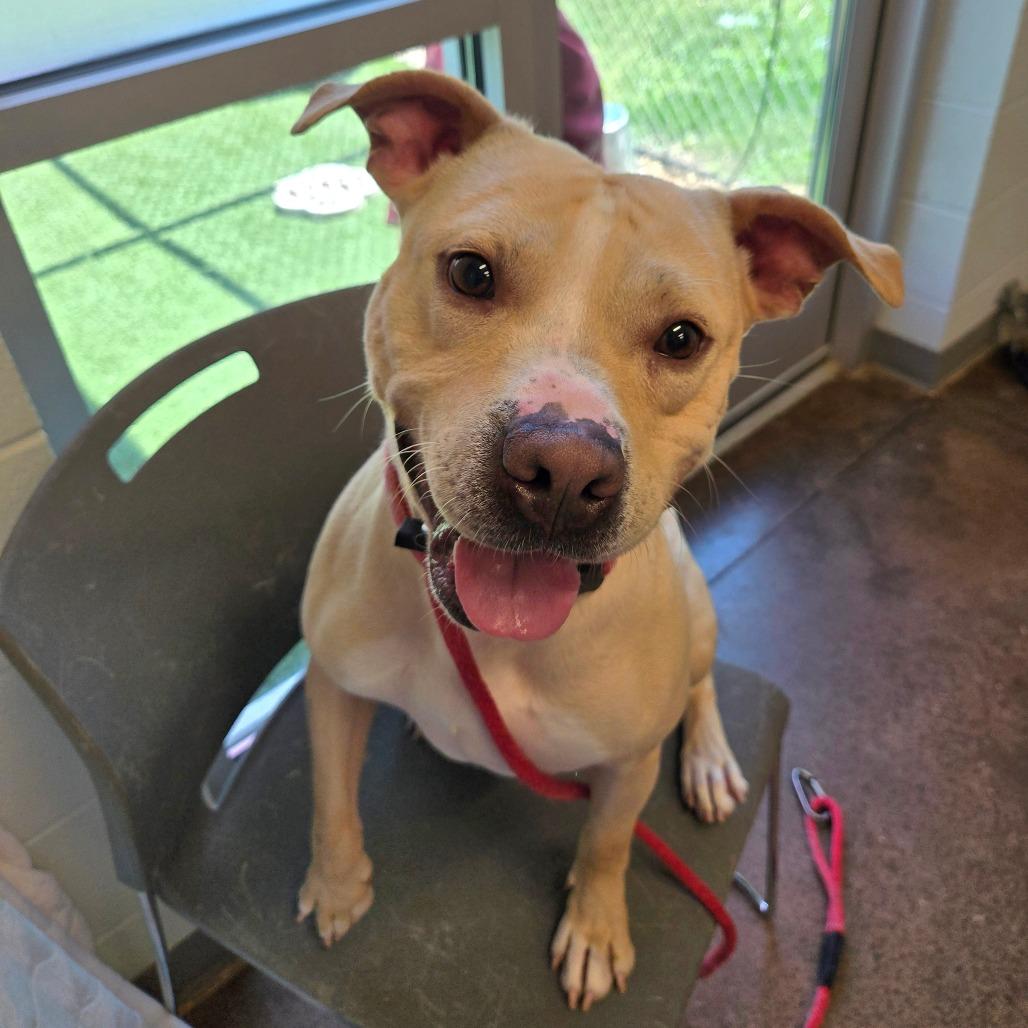 Casper, a Adoptable Pit Bull Terrier in Chattanooga, TN image 6/6