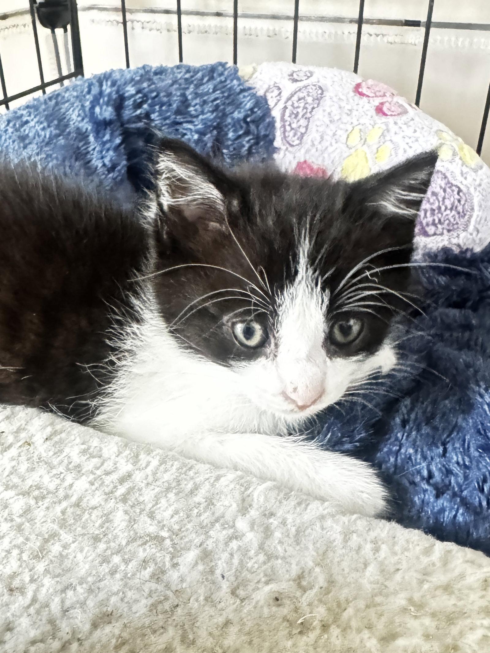 Enlarge Alfa, a Adopted Domestic Short Hair in Seal Beach, CA image 1/2