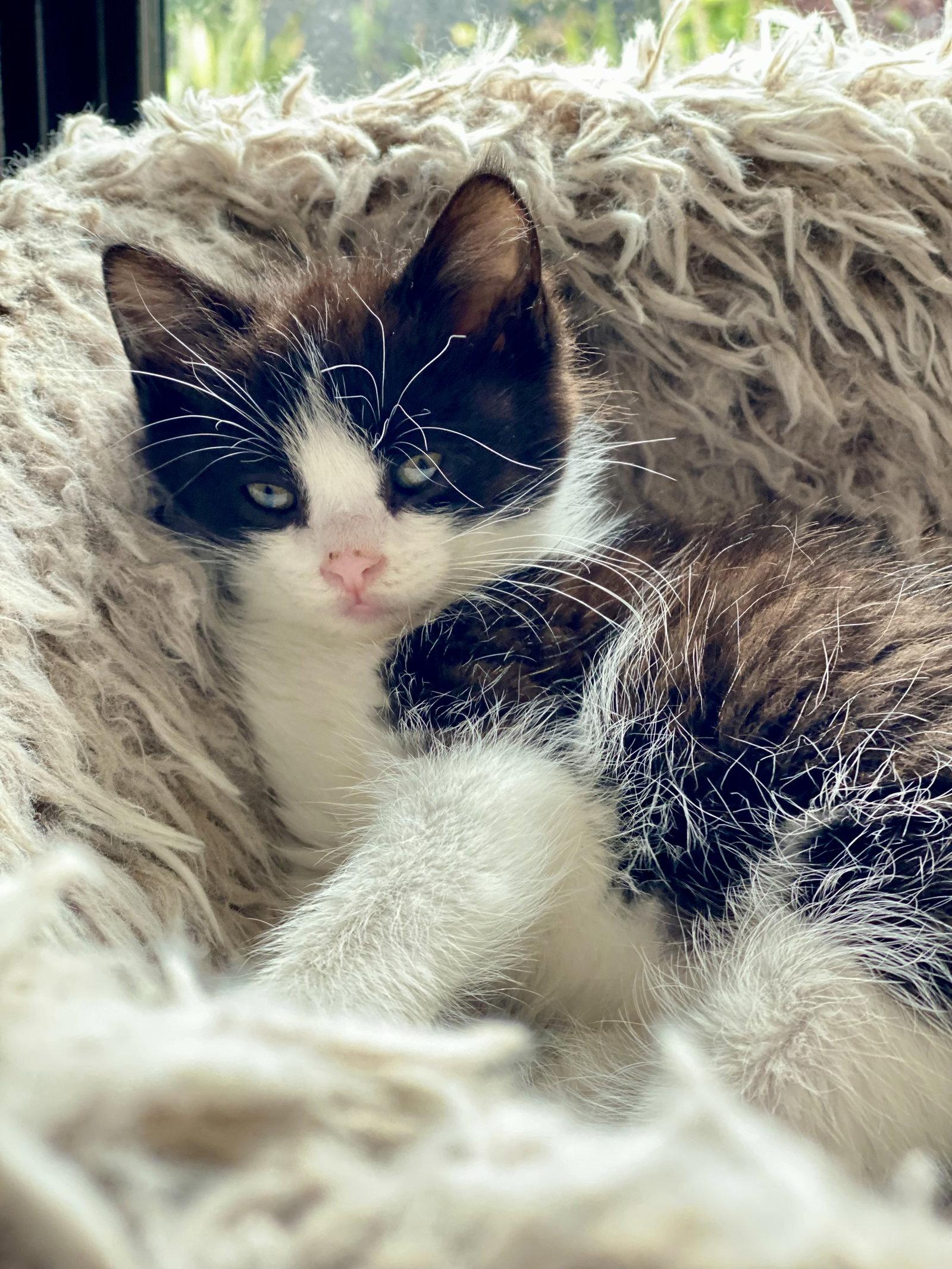 Enlarge Alfa, a Adopted Domestic Short Hair in Seal Beach, CA image 2/2