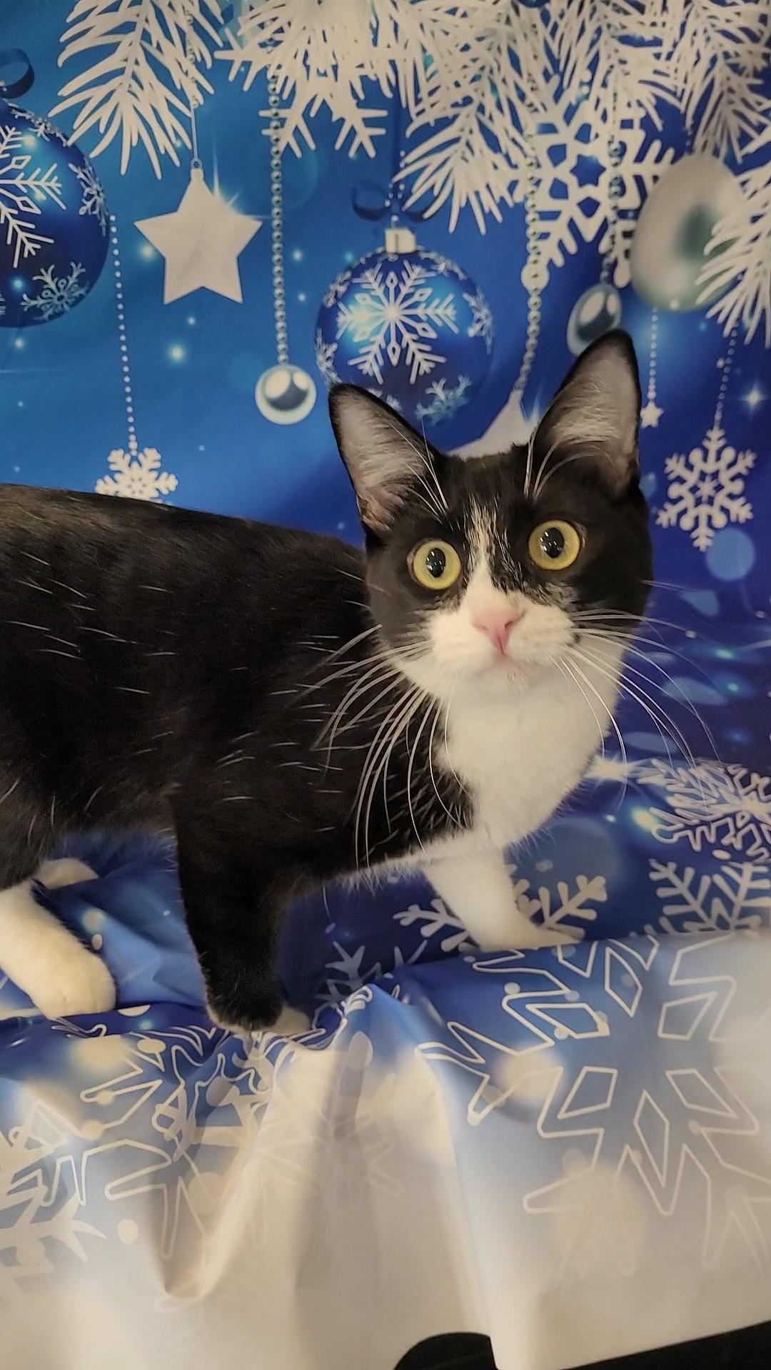 SCOUT, a Adoptable mixed breed in Escalon, CA image 2/6