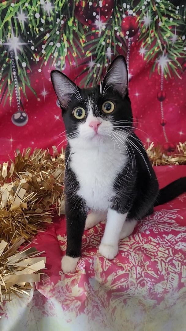SCOUT, Adoptable, Young Female Tuxedo & Domestic Short Hair.