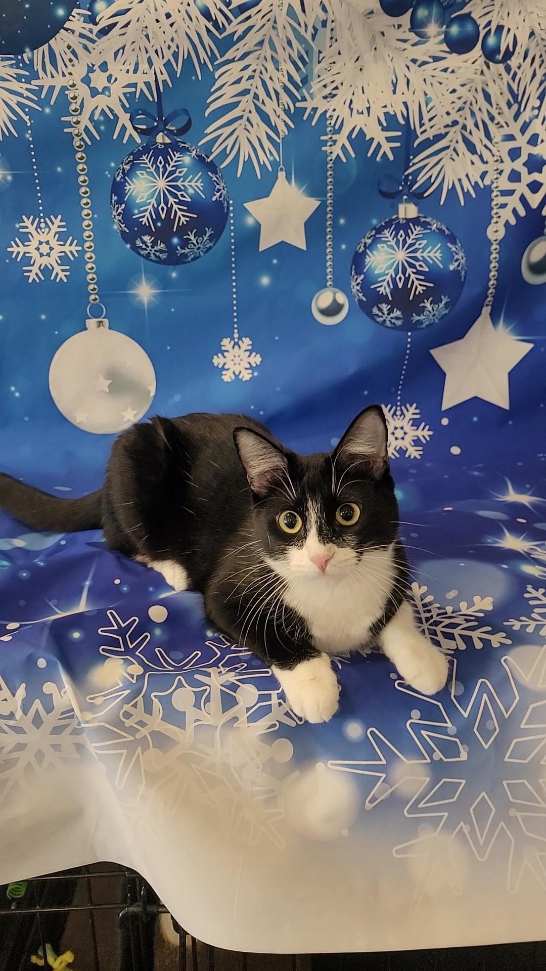 SCOUT, Adoptable, Young Female Tuxedo & Domestic Short Hair.