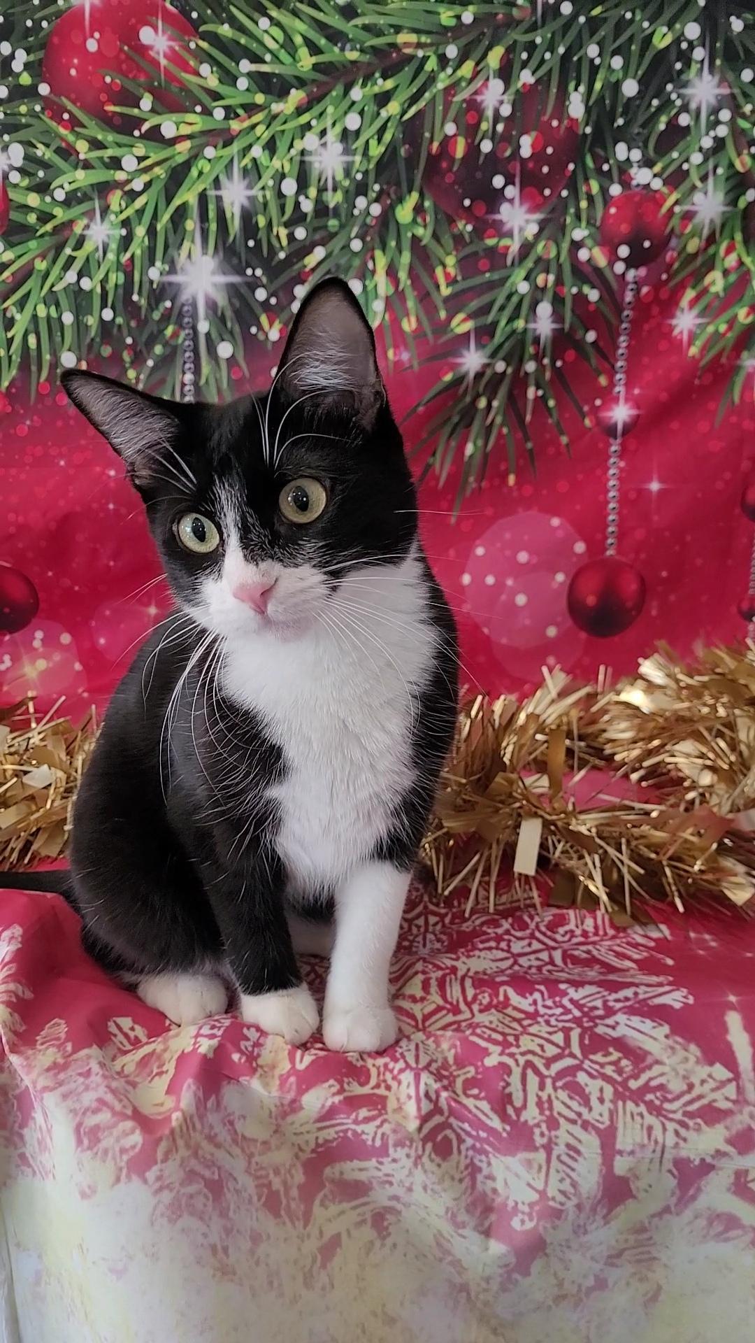 SCOUT, a Adoptable mixed breed in Escalon, CA image 5/6