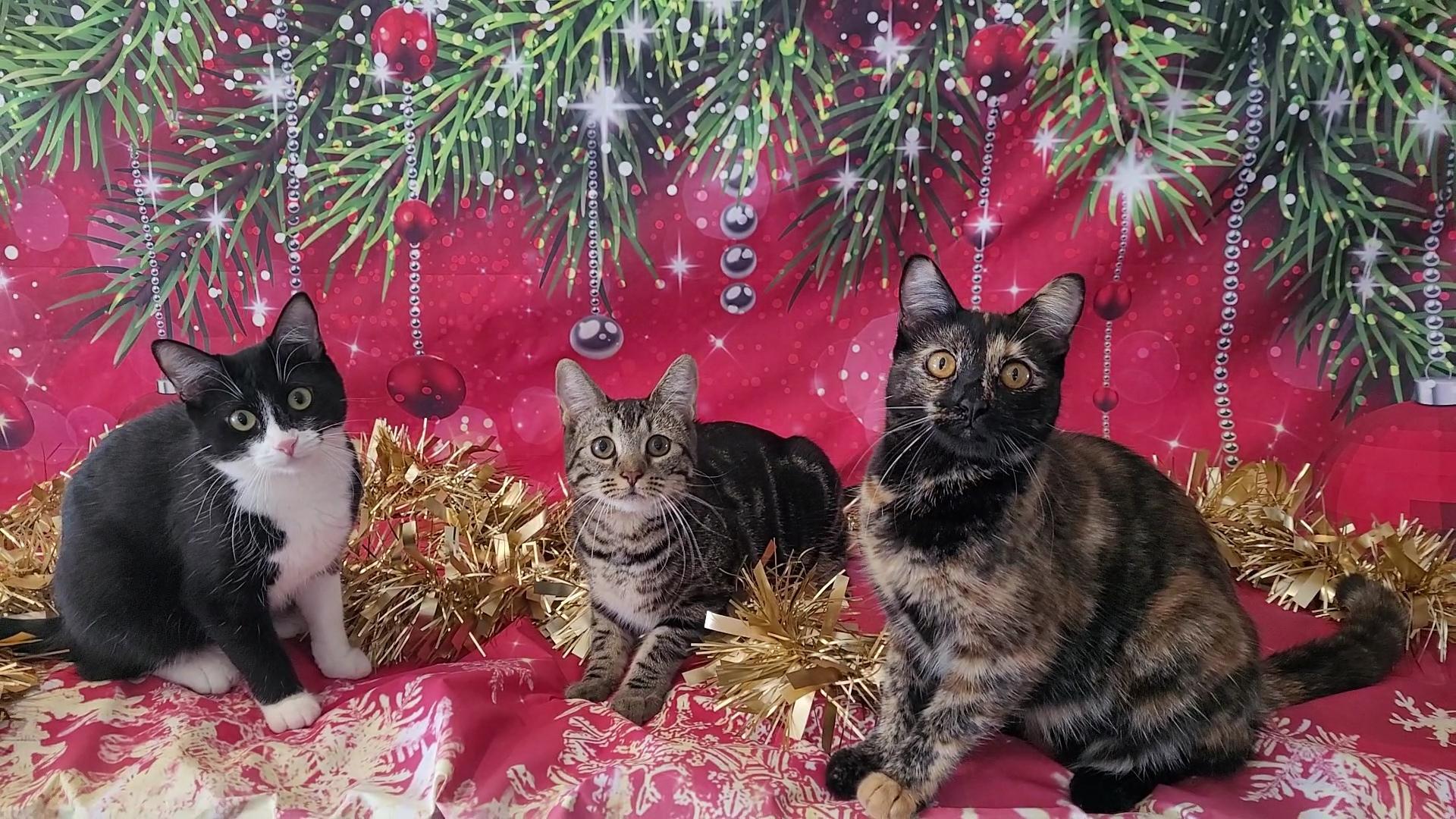 SCOUT, a Adoptable mixed breed in Escalon, CA image 4/6