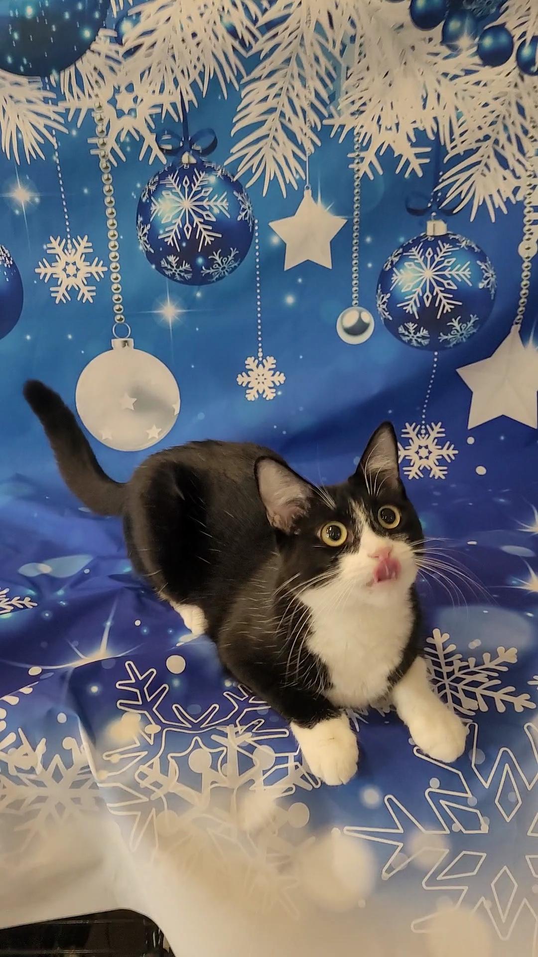 SCOUT, a Adoptable mixed breed in Escalon, CA image 3/6