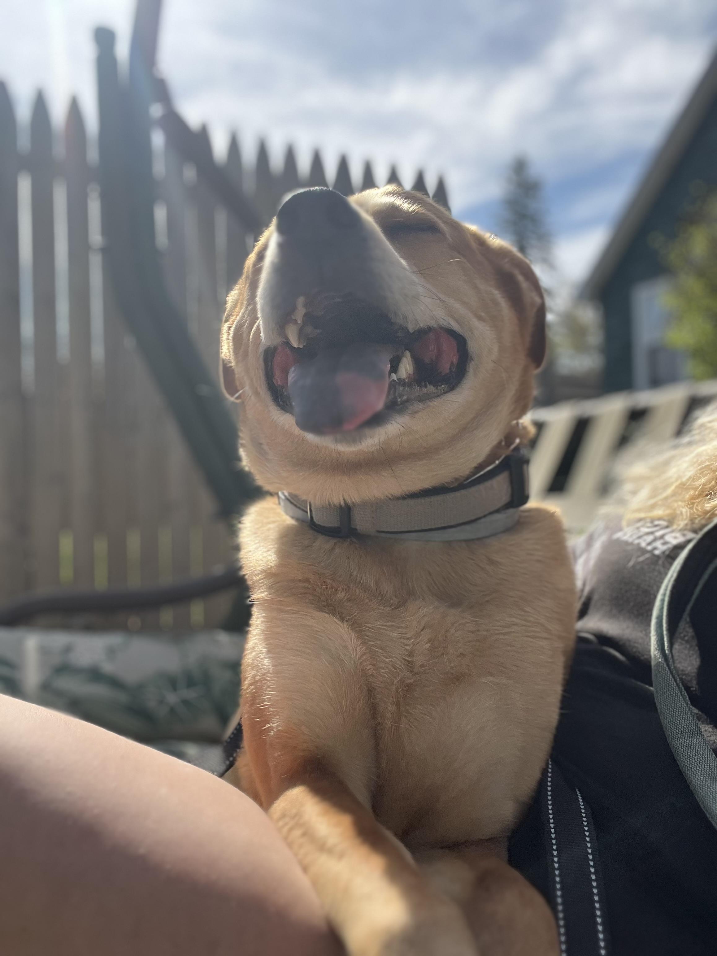 Enlarge Cooper, a Adopted mixed breed in Sturbridge, MA image 6/6