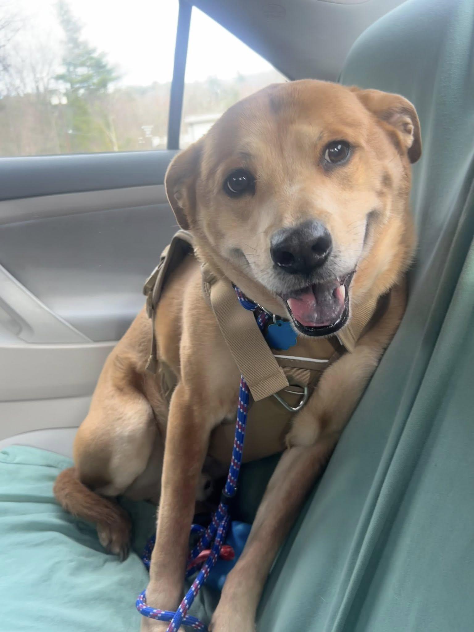 Enlarge Cooper, a Adopted mixed breed in Sturbridge, MA image 3/6