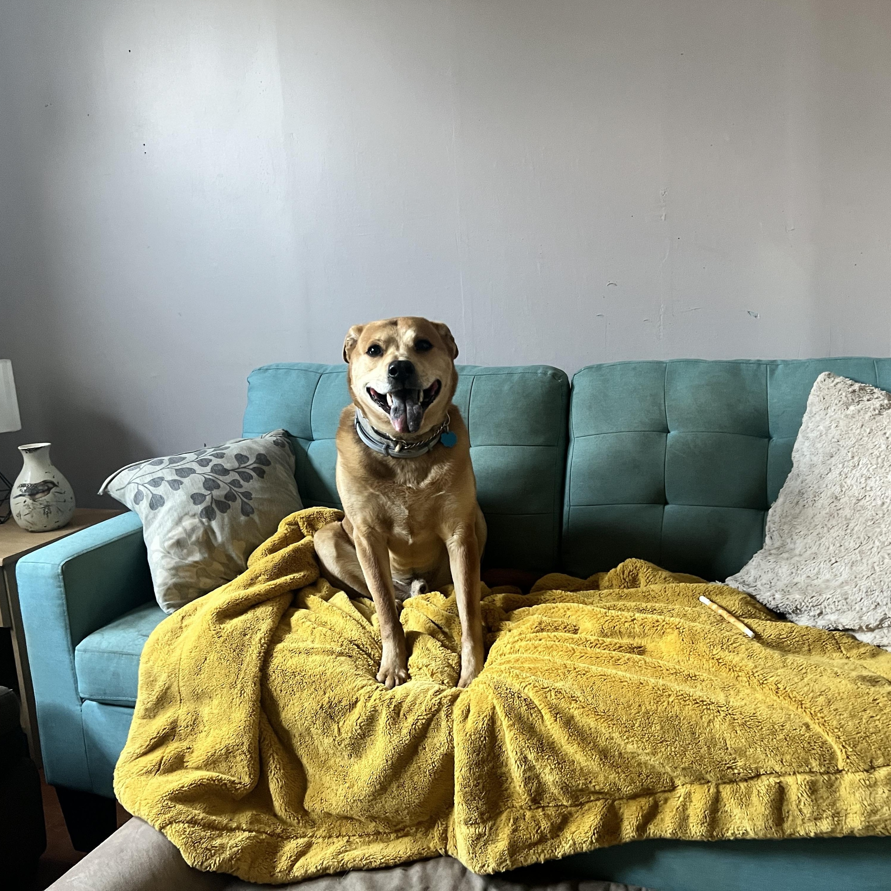 Enlarge Cooper, a Adopted mixed breed in Sturbridge, MA image 5/6