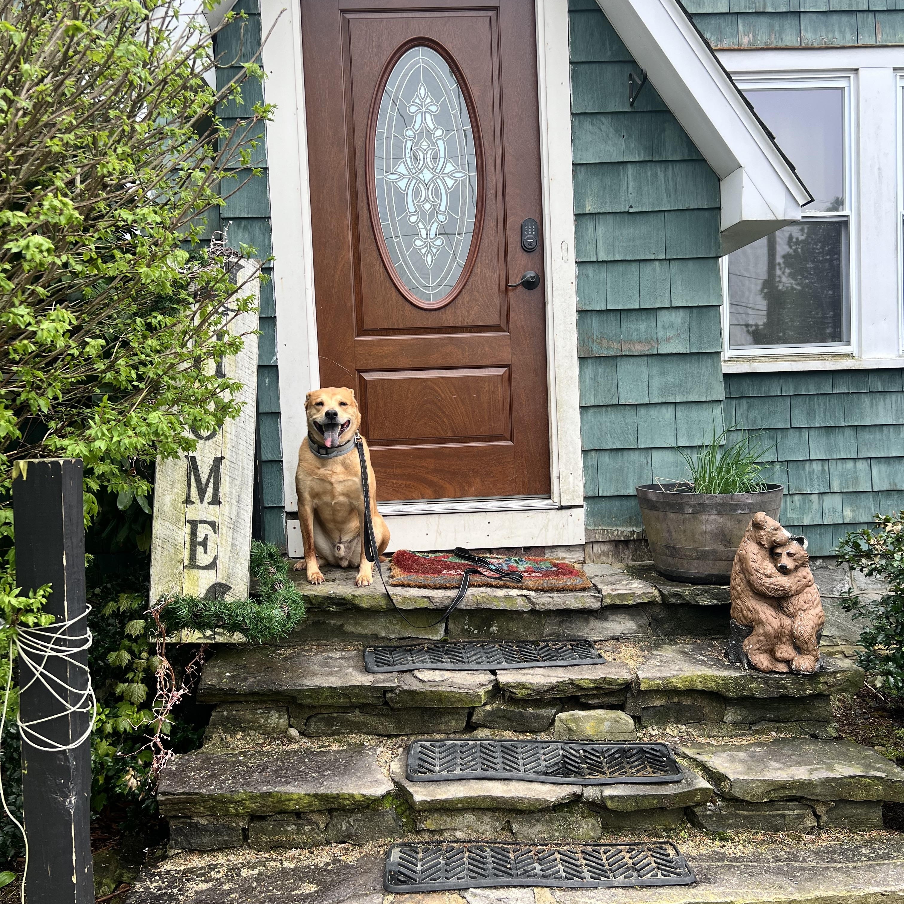 Enlarge Cooper, a Adopted mixed breed in Sturbridge, MA image 1/6