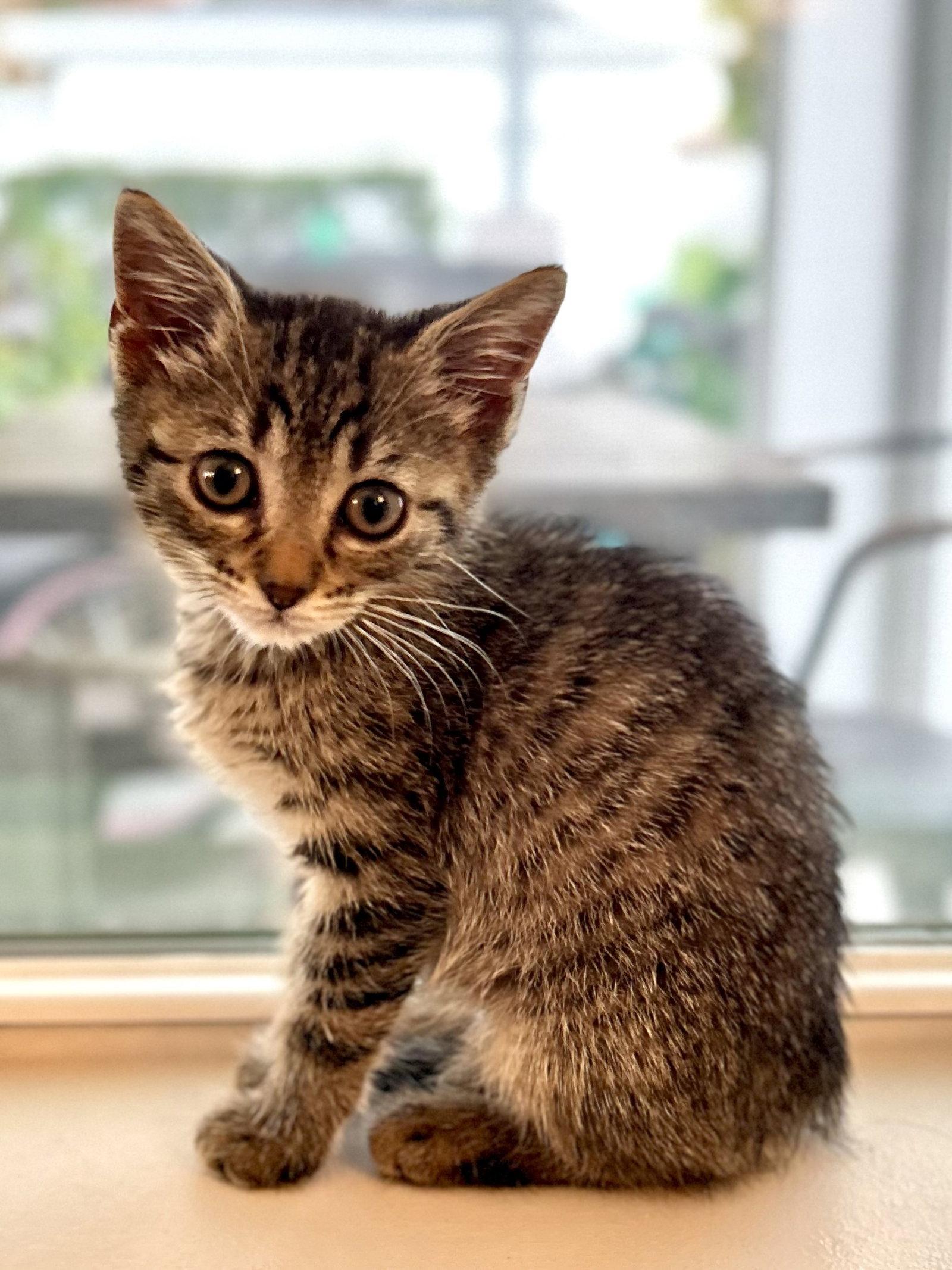 Polar Bear, Adoptable, Kitten Female Domestic Short Hair.