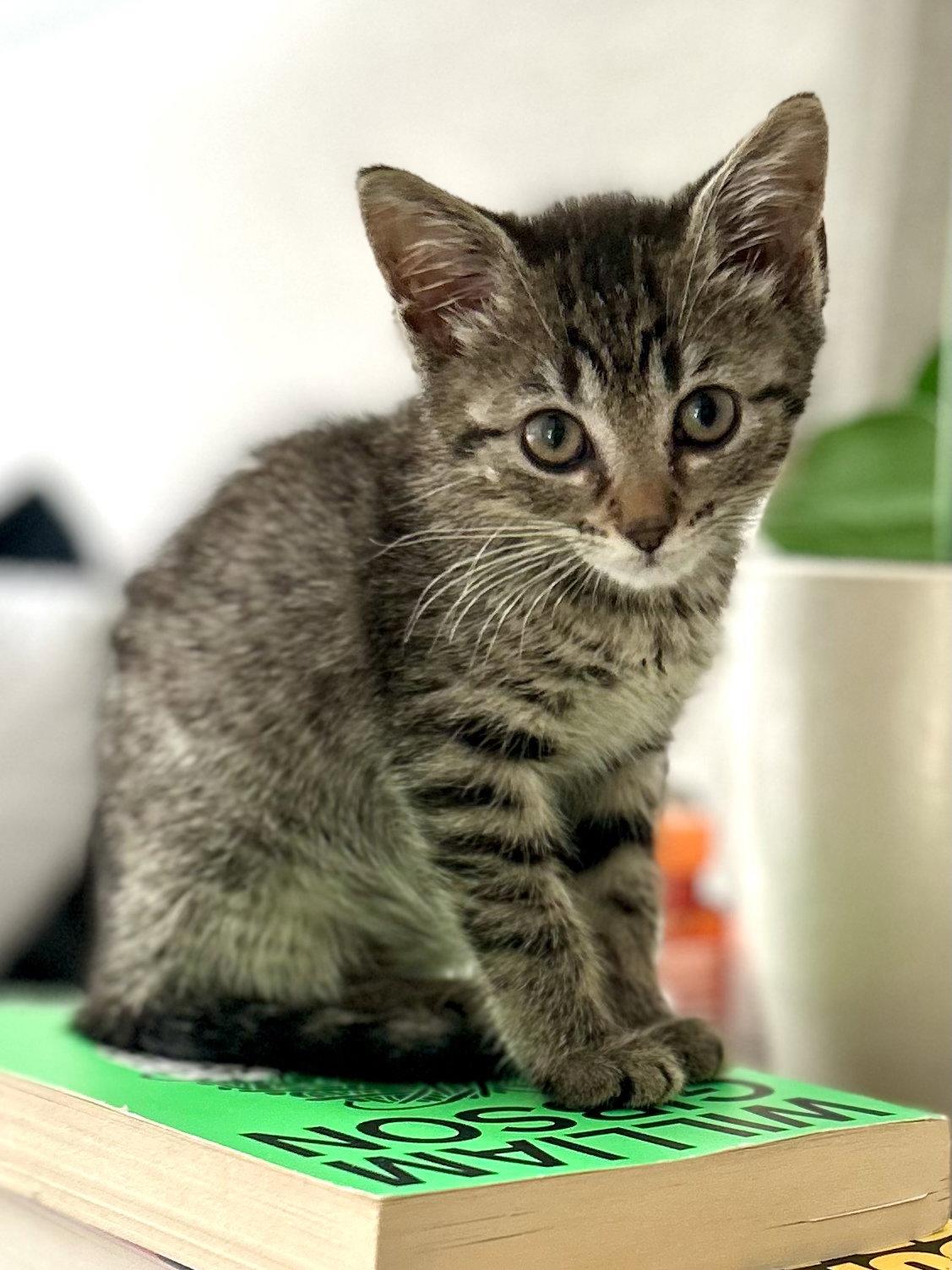 Polar Bear, a Adoptable Domestic Short Hair in Orlando, FL image 2/3