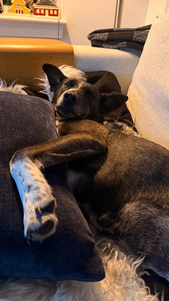 Enlarge Jasmine, a Adoptable mixed breed in Manhattan, NY image 1/4