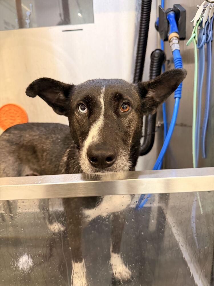 Enlarge Jasmine, a Adoptable mixed breed in Manhattan, NY image 2/4