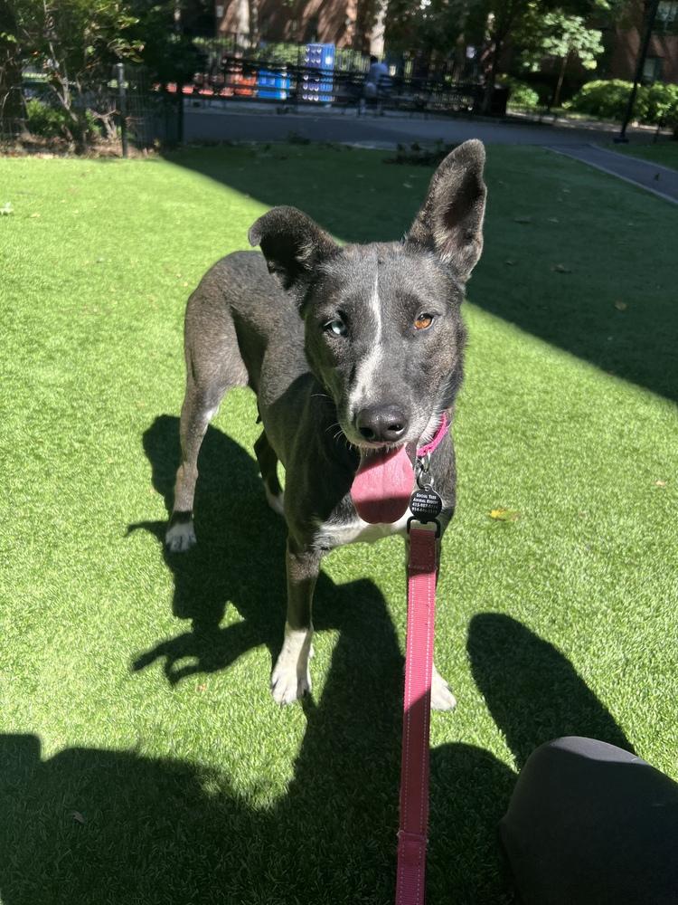 Enlarge Jasmine, a Adoptable mixed breed in Manhattan, NY image 4/4